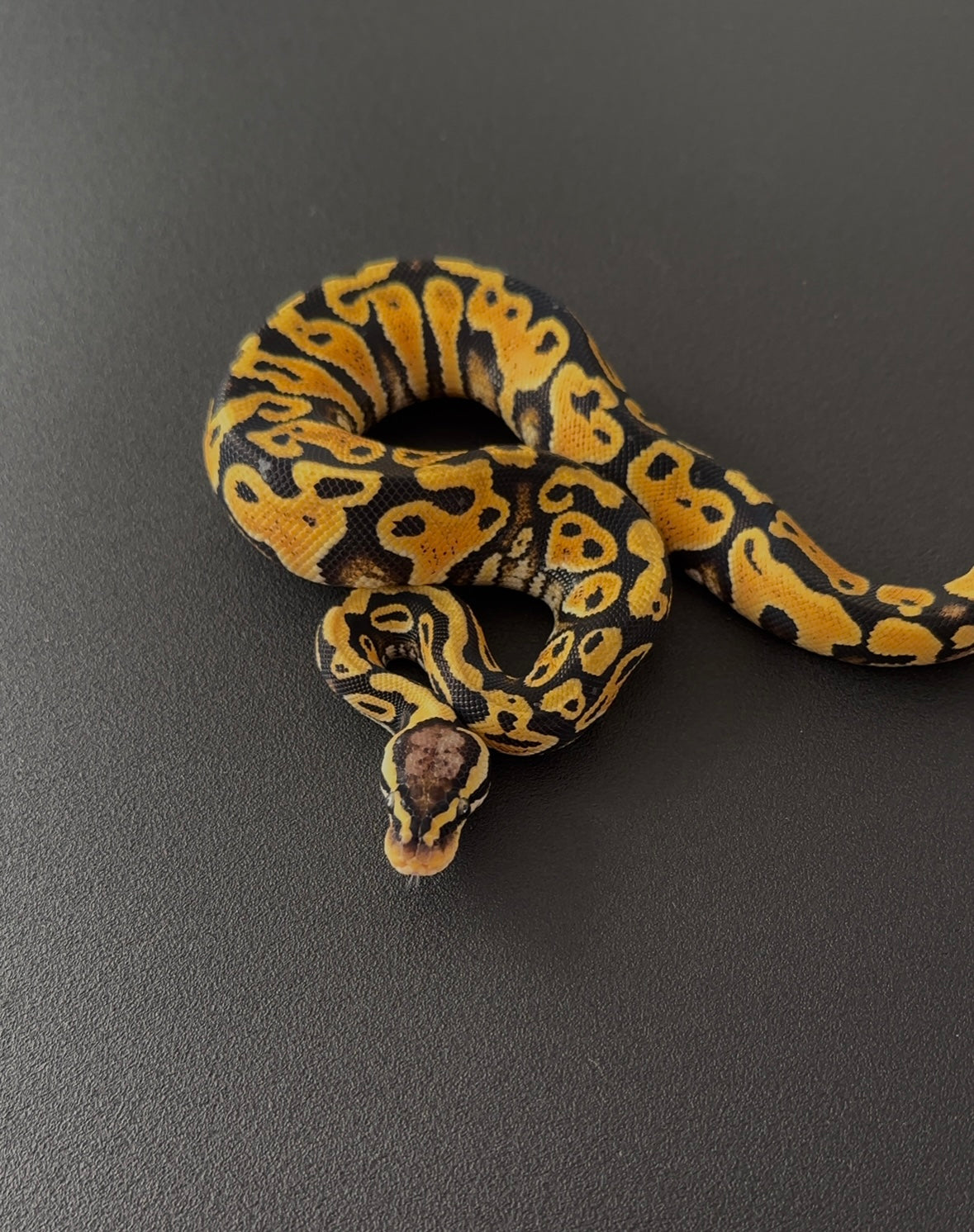 Pastel Lace het Clown macho