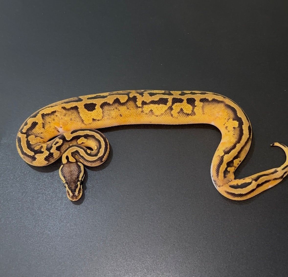 OD? Pastel GeneX Pied het Hypo macho (no white)