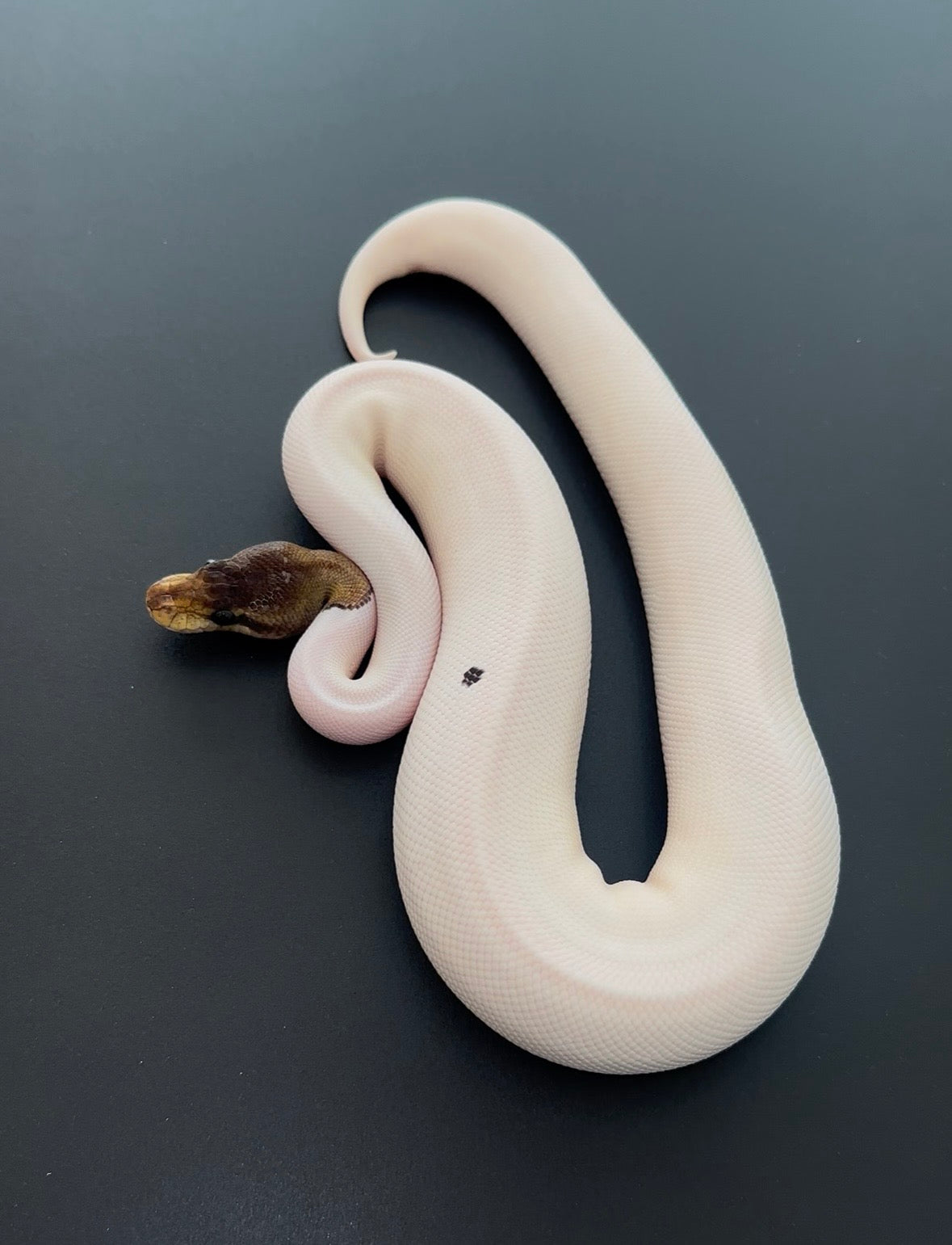 Mahogany Cinnamon RG Pied hembra