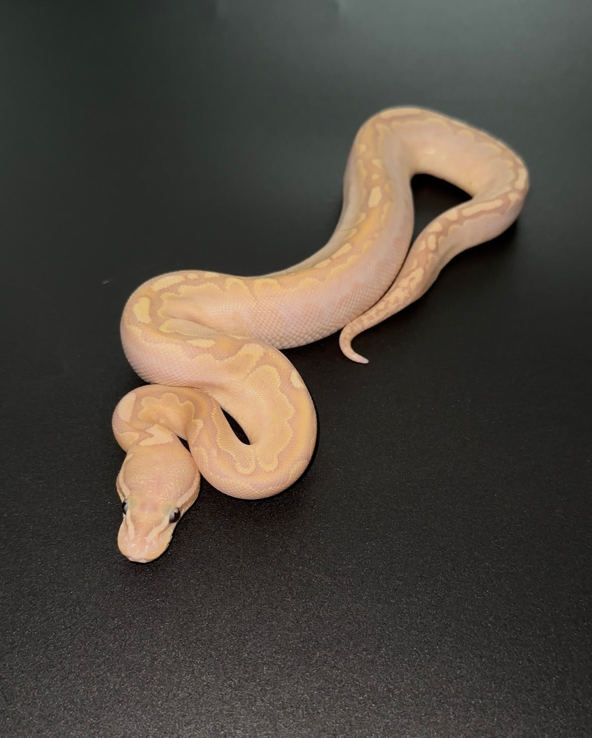 Banana Bamboo Calico YB macho
