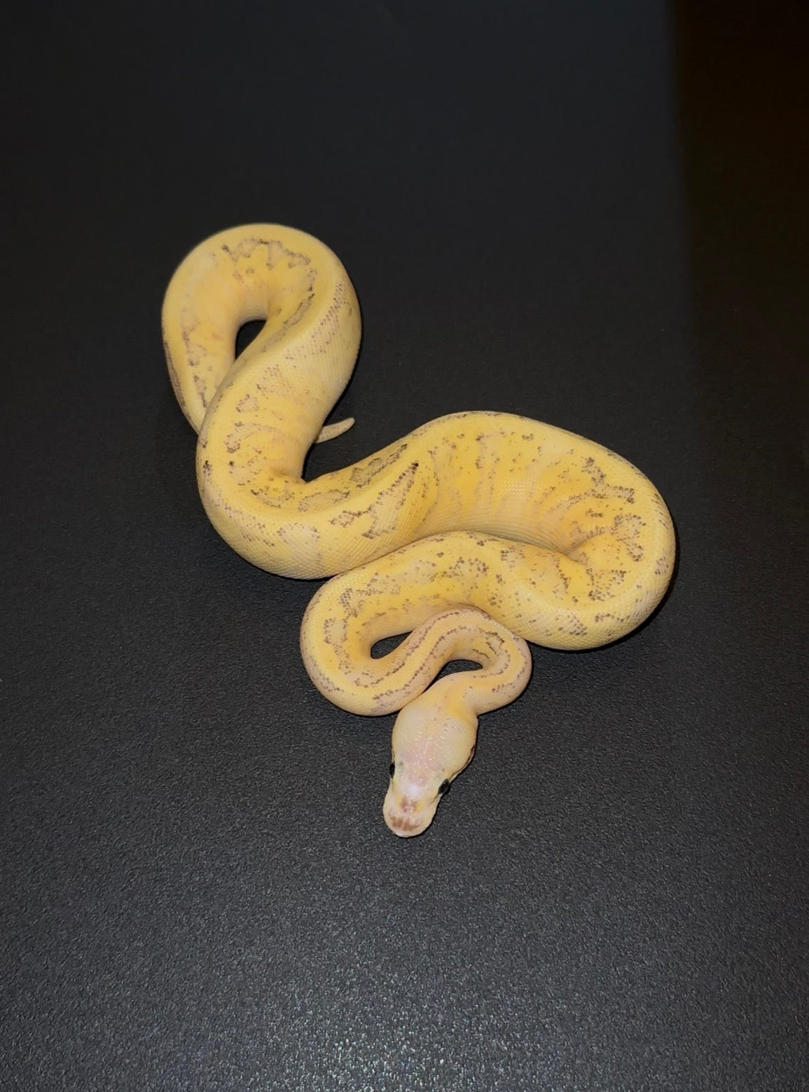 Pastel Fire Pinstripe YB Hembra