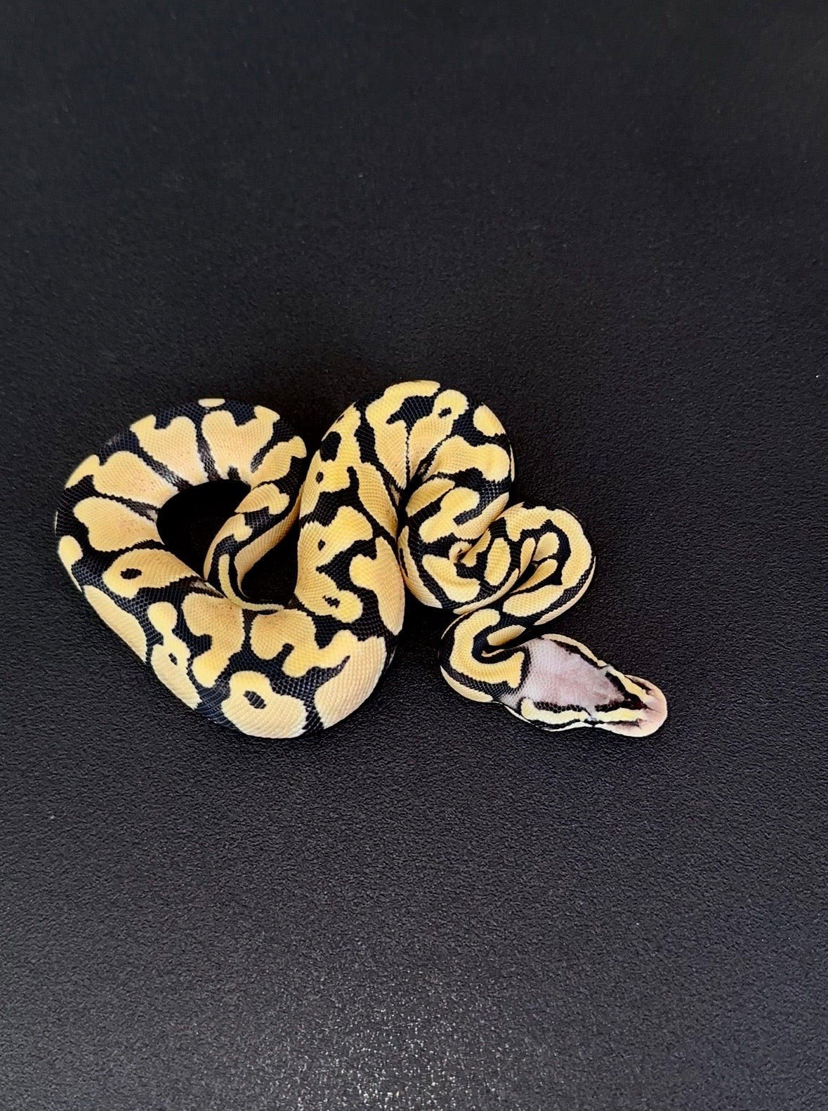 Orange Dream Pastel Desert Ghost het Axanthic VPI hembra