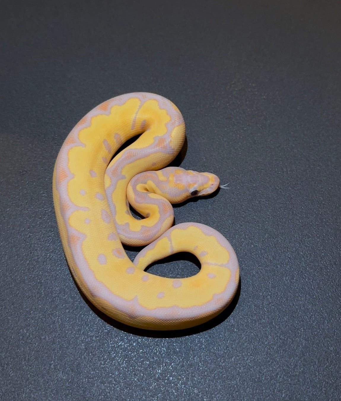 Banana Orange Dream Yellow Belly? Clown hembra