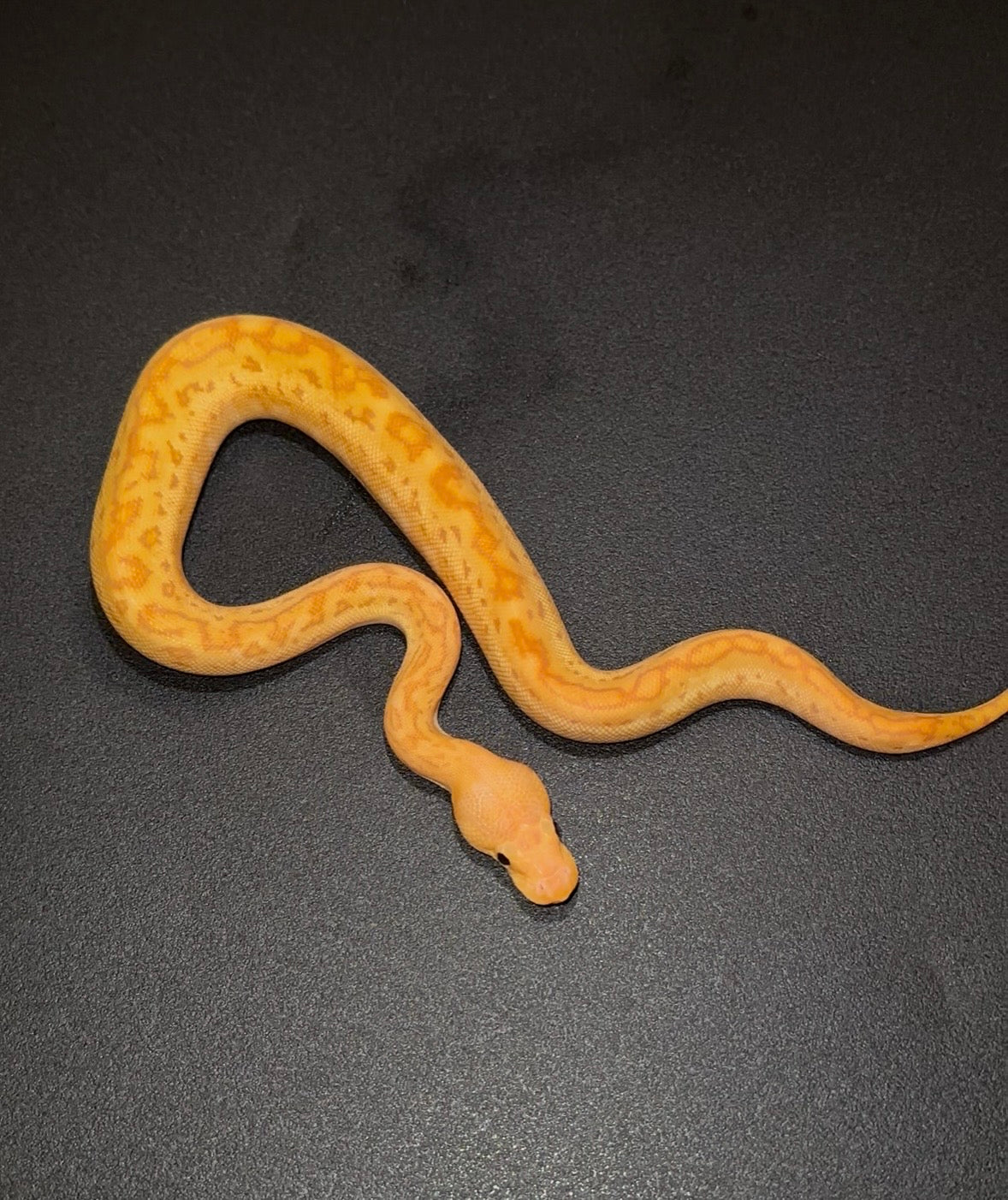 Banana Female Maker Redhead Pinstripe Redstripe Clown + macho