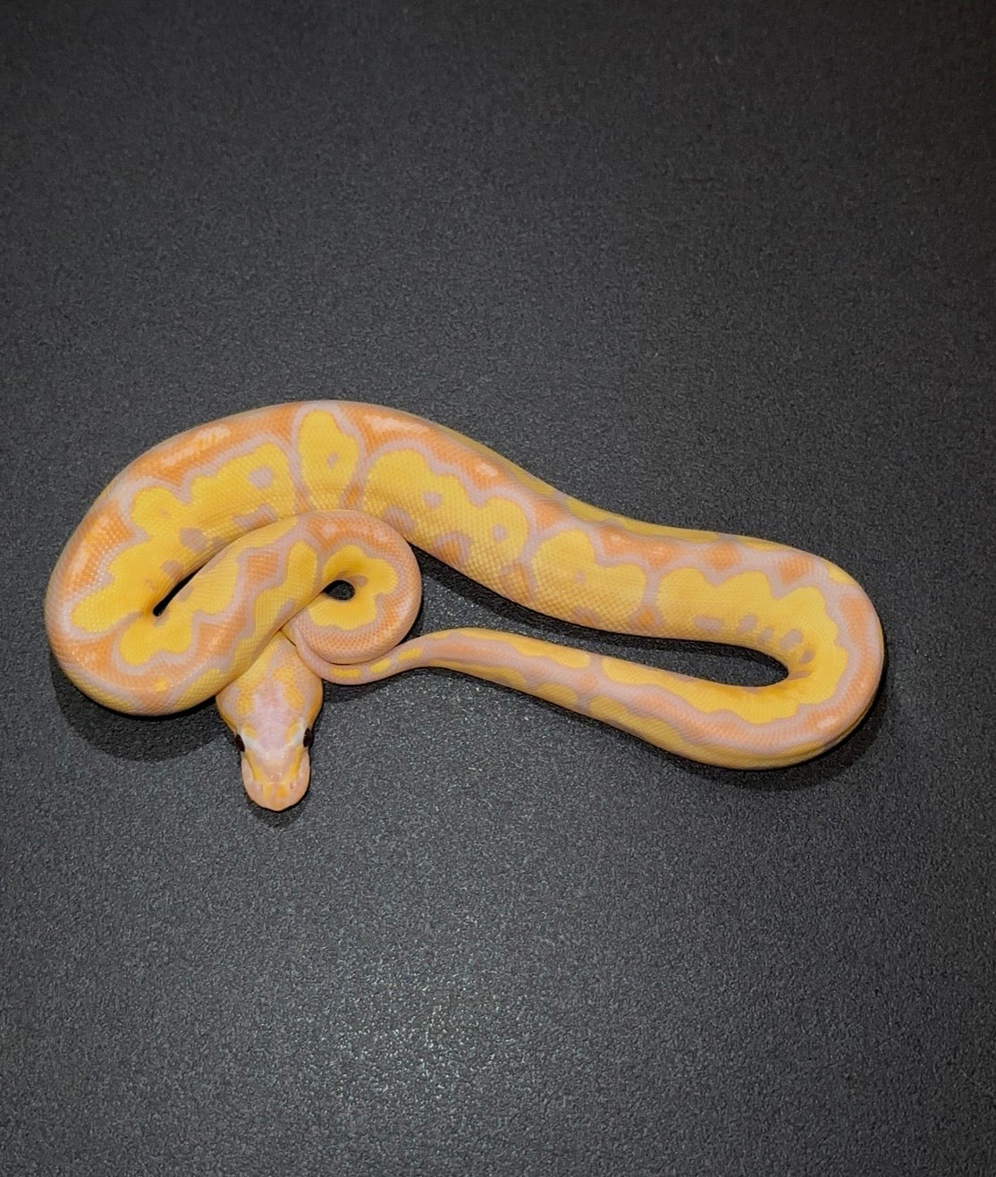 Banana Female Maker Orange Dream Red Stripe YB? + Macho