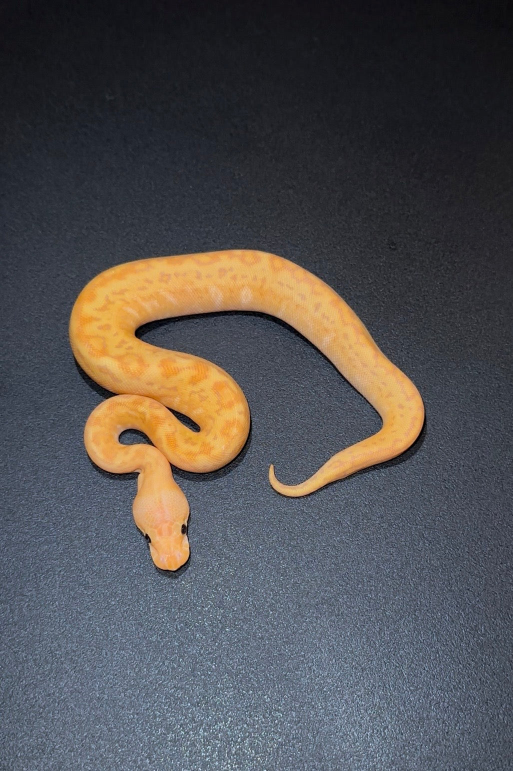 Banana Pinstripe Redhead RS Clown + hembra