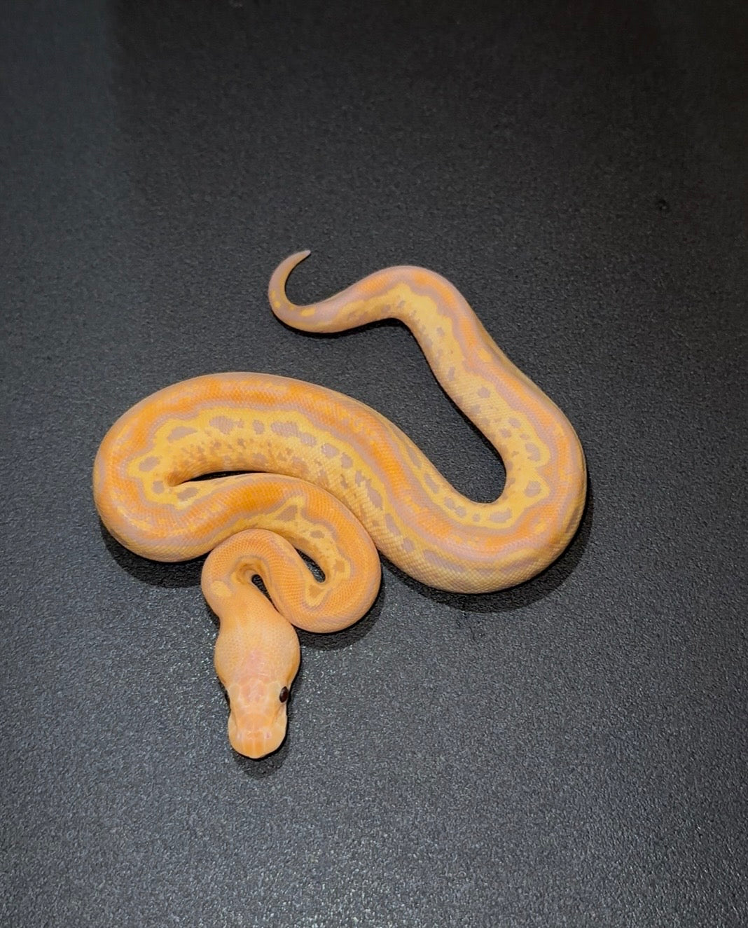 Banana Redhead Redstripe Orange Dream + hembra