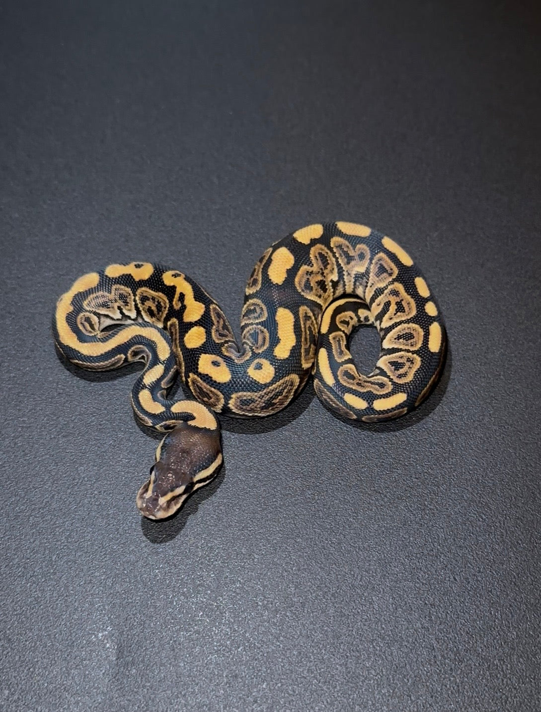 Black Pastel + doble het VPI Axanthic Desert Ghost hembra