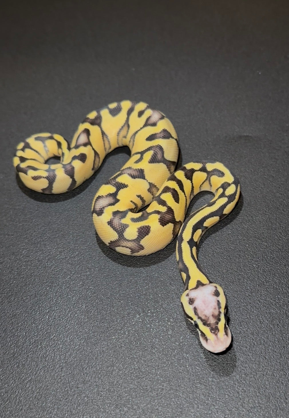 Fire Pastel Orange Dream 100% DH Axanthic VPI Desert Ghost hembra