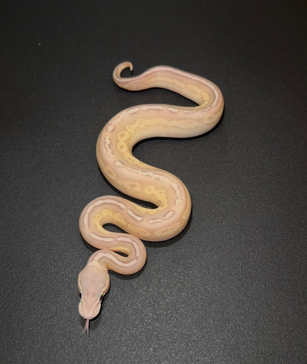 Cinnamon Lesser Pastel YB Calico Banana? Macho