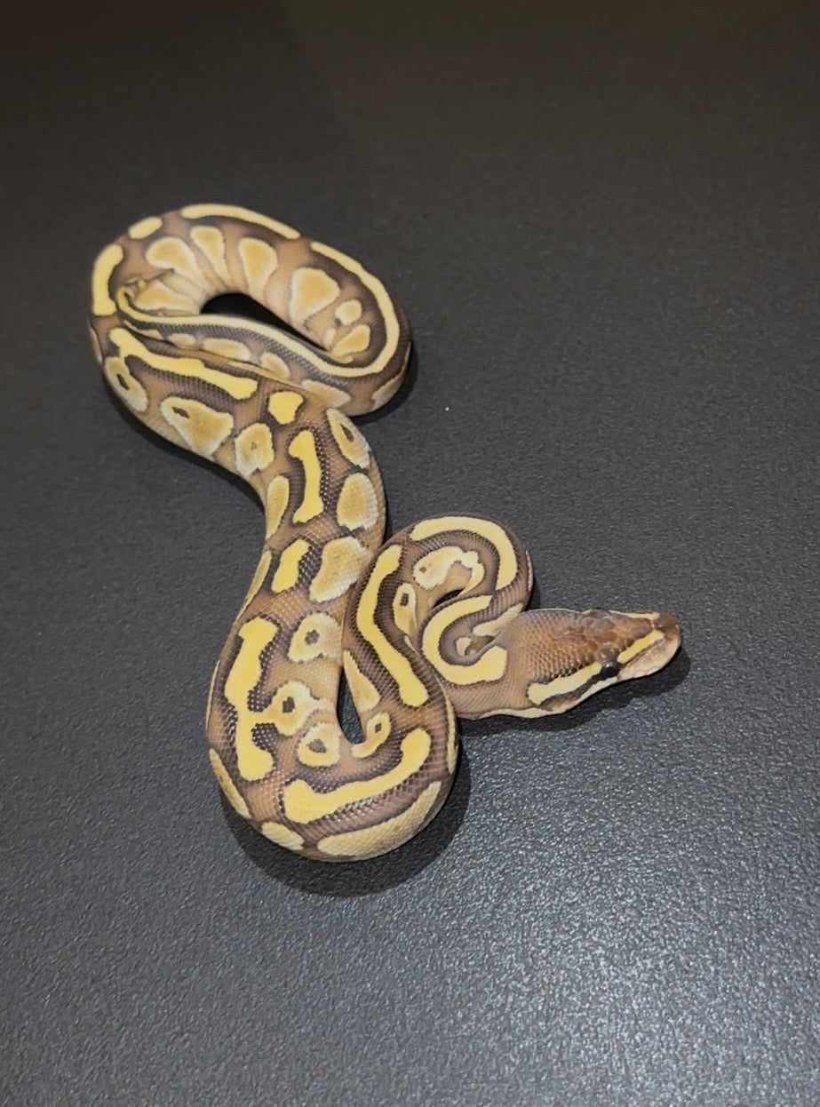 Lesser YB hembra