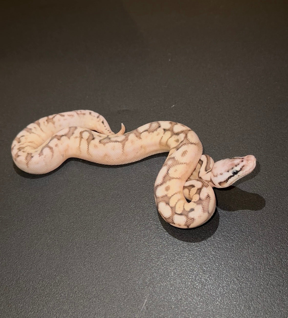 Spider Lesser Pastel YB hembra