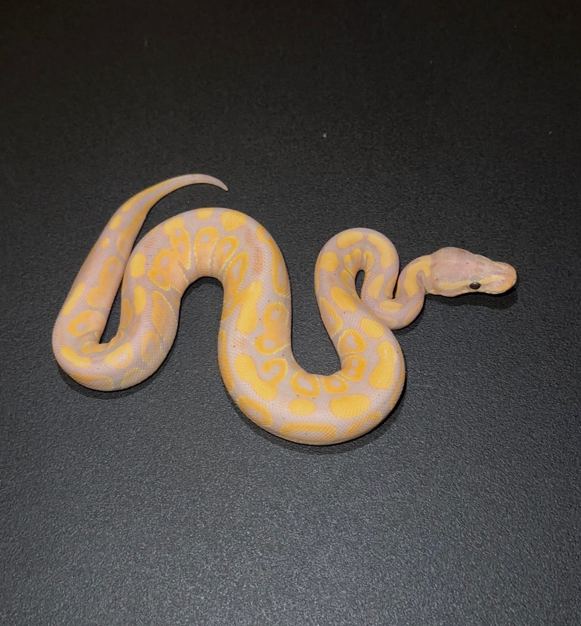 Banana + hembra