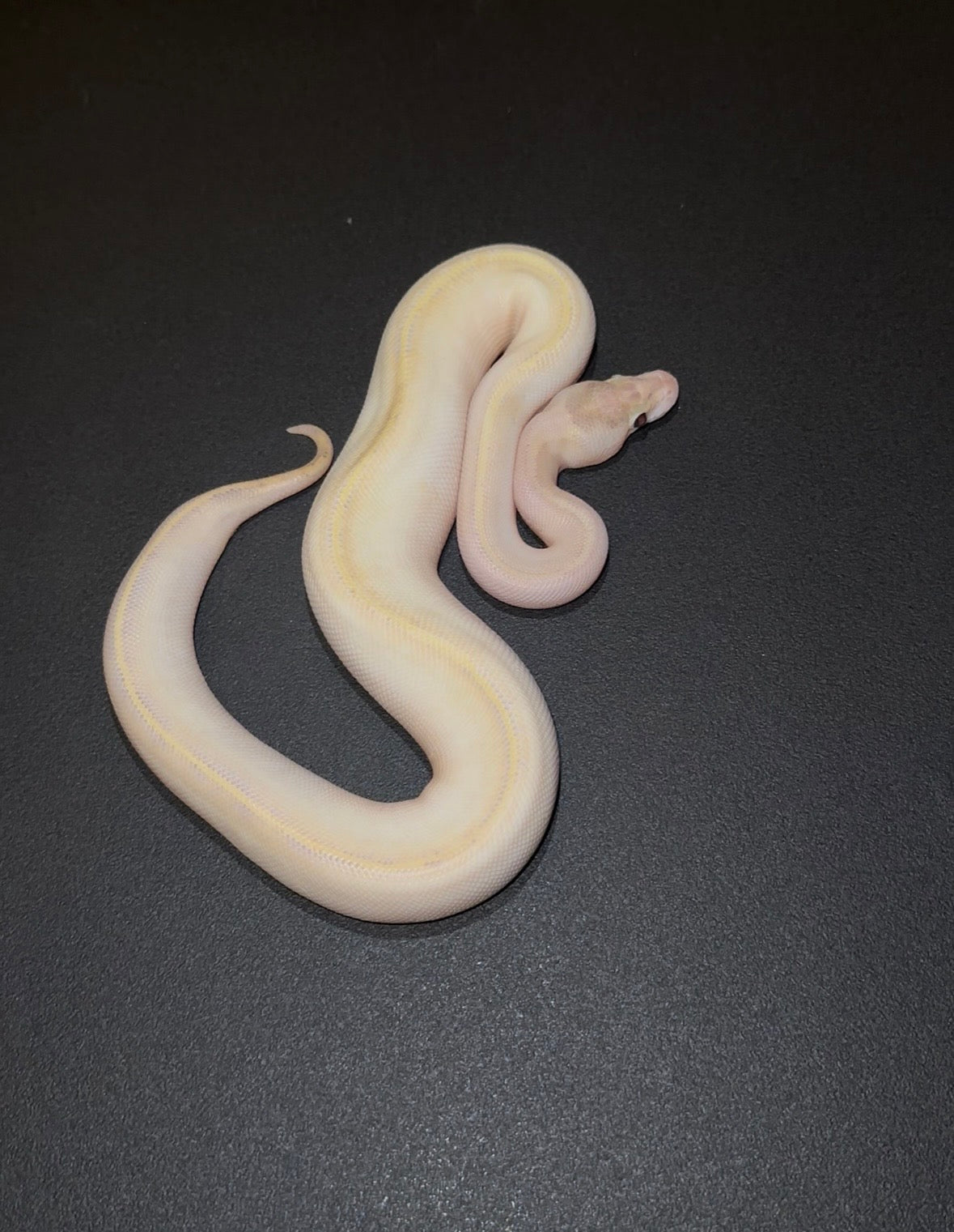 Ivory het Pied + hembra