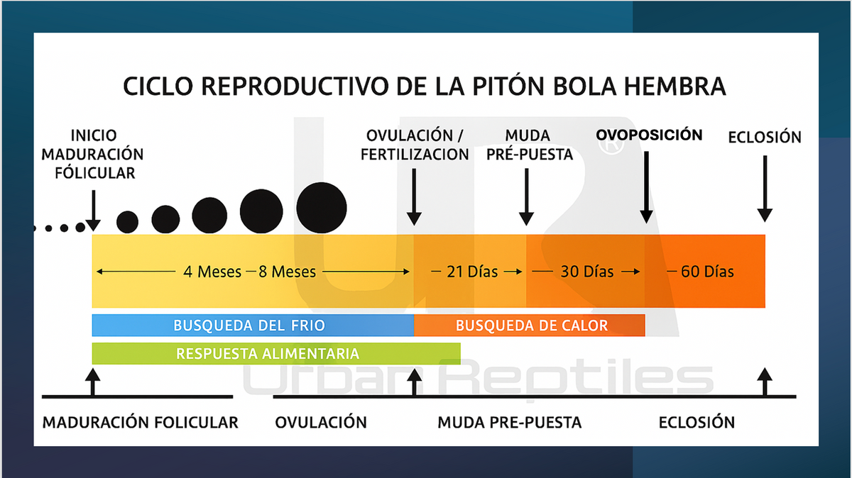 Ciclo reproductivo de la pitón bola