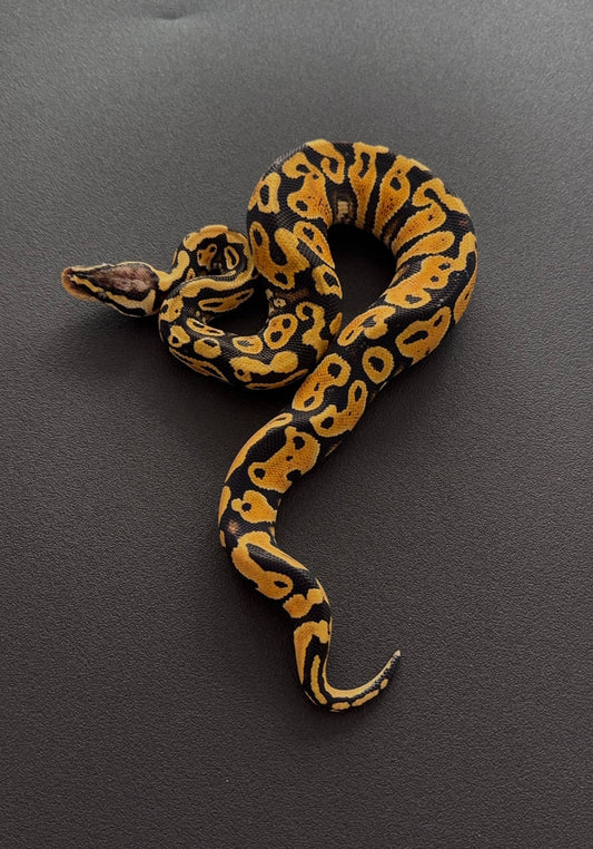 Pastel Lace het Clown macho