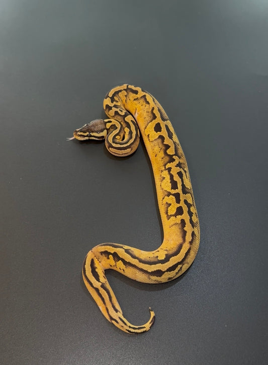 OD? Pastel GeneX Pied het Hypo macho (no white)