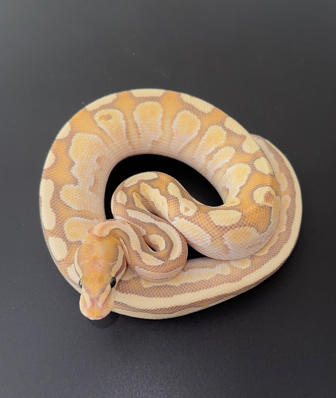 Banana Lesser OD Hypo macho