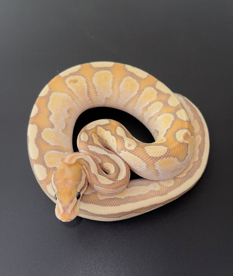 Banana Lesser OD Hypo macho