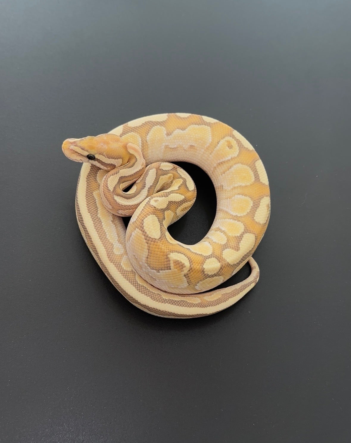 Banana Lesser OD Hypo macho