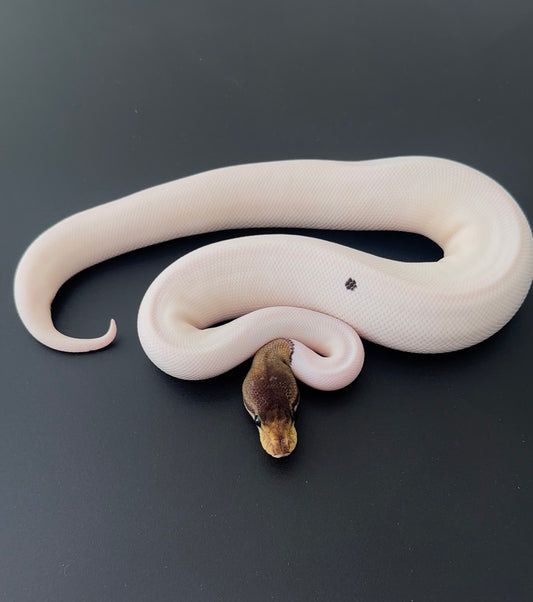 Mahogany Cinnamon RG Pied hembra