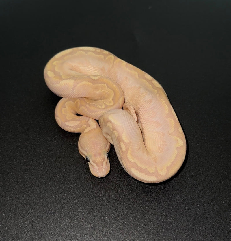 Banana Bamboo Calico YB macho