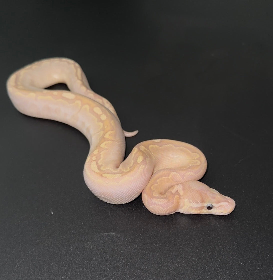 Banana Bamboo Calico YB macho