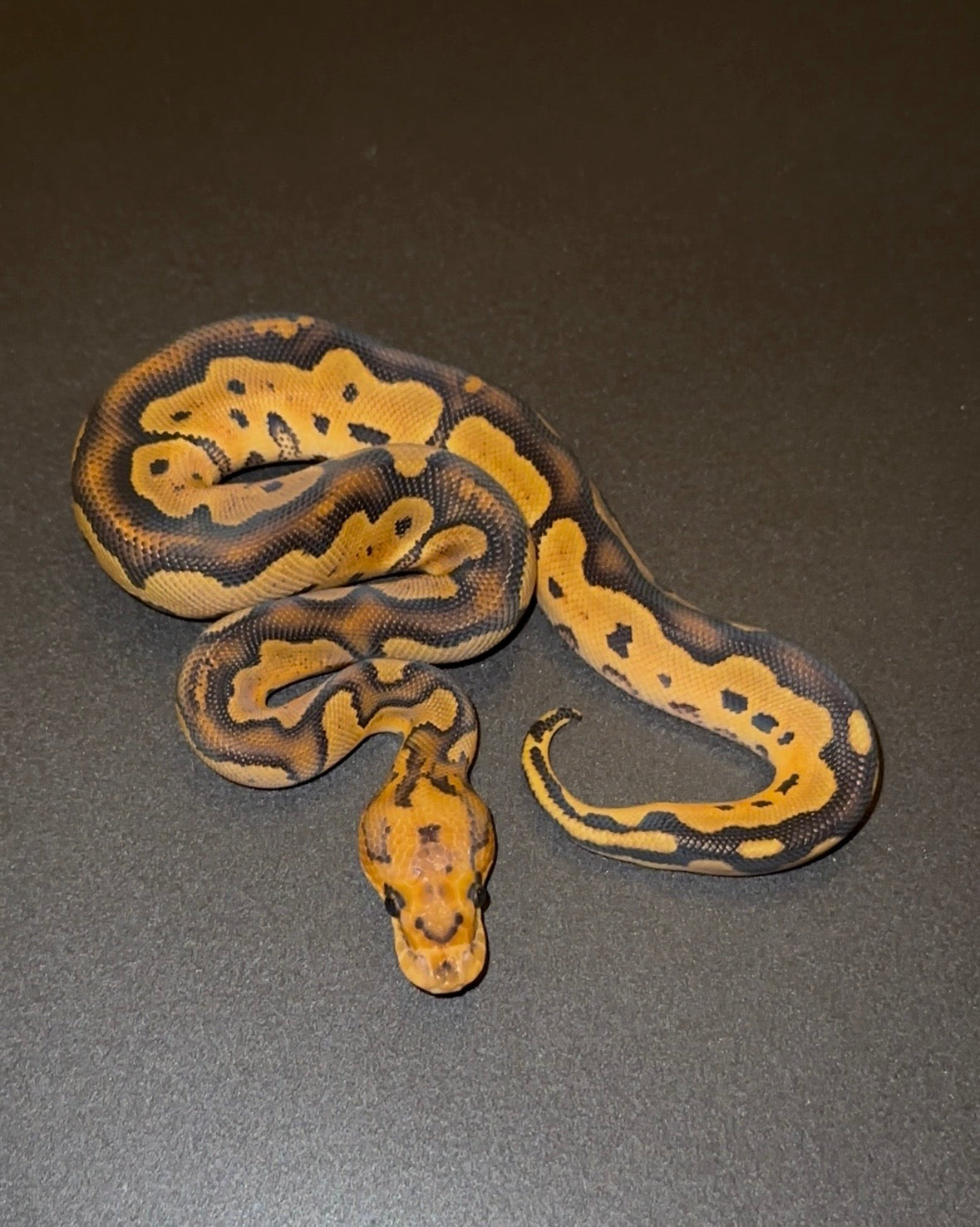 Red Stripe Orange Dream YB Clown + macho
