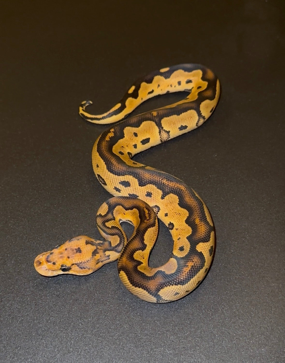 Red Stripe Orange Dream YB Clown + macho