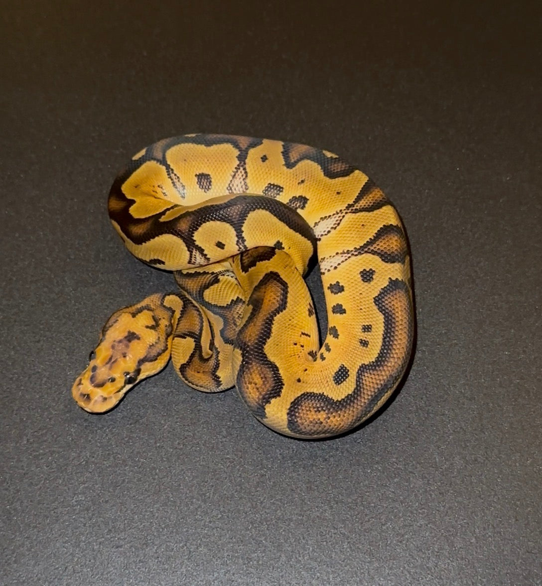 Orange Dream Vanilla Redstripe YB Clown hembra