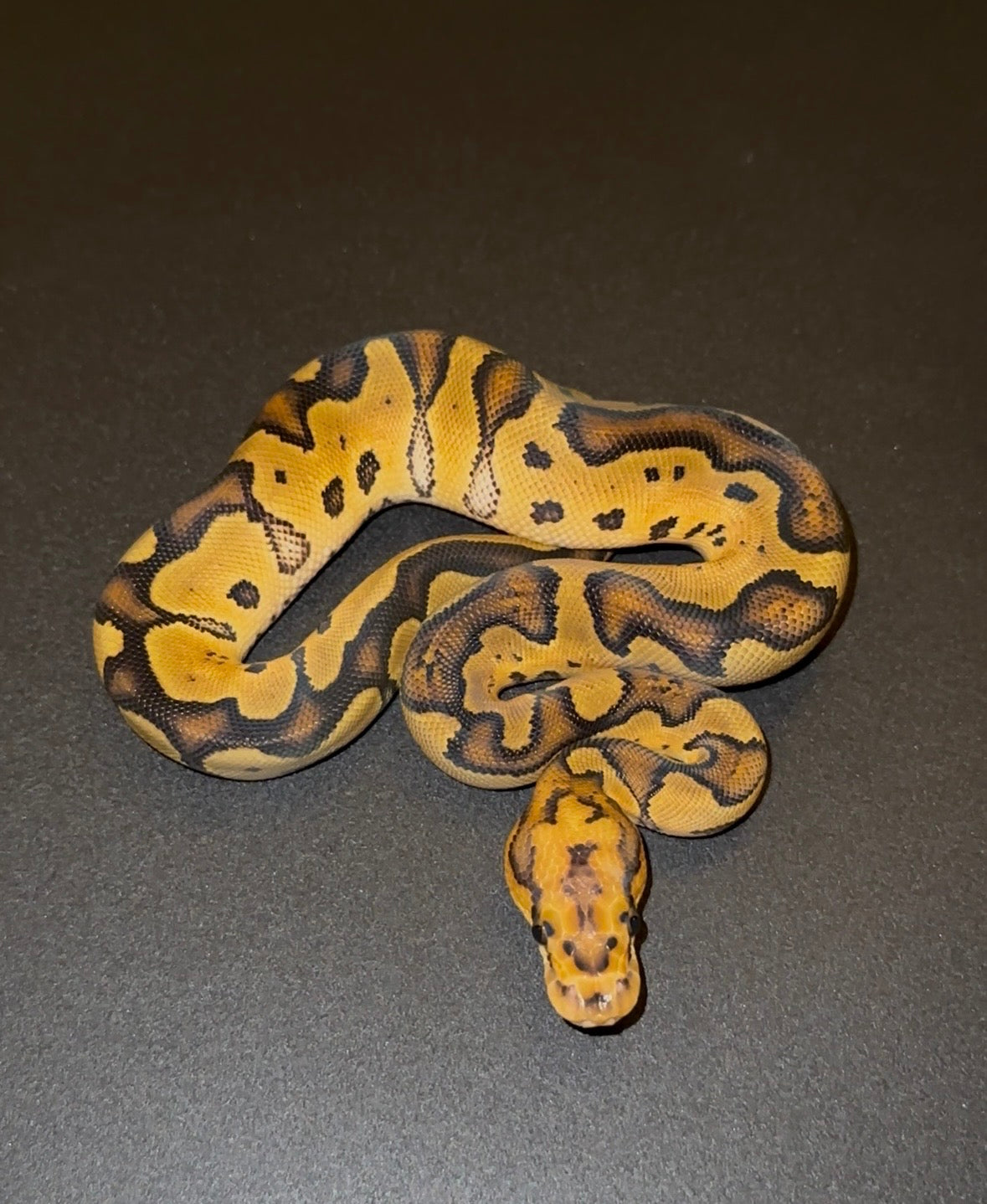 Orange Dream Vanilla Redstripe YB Clown hembra