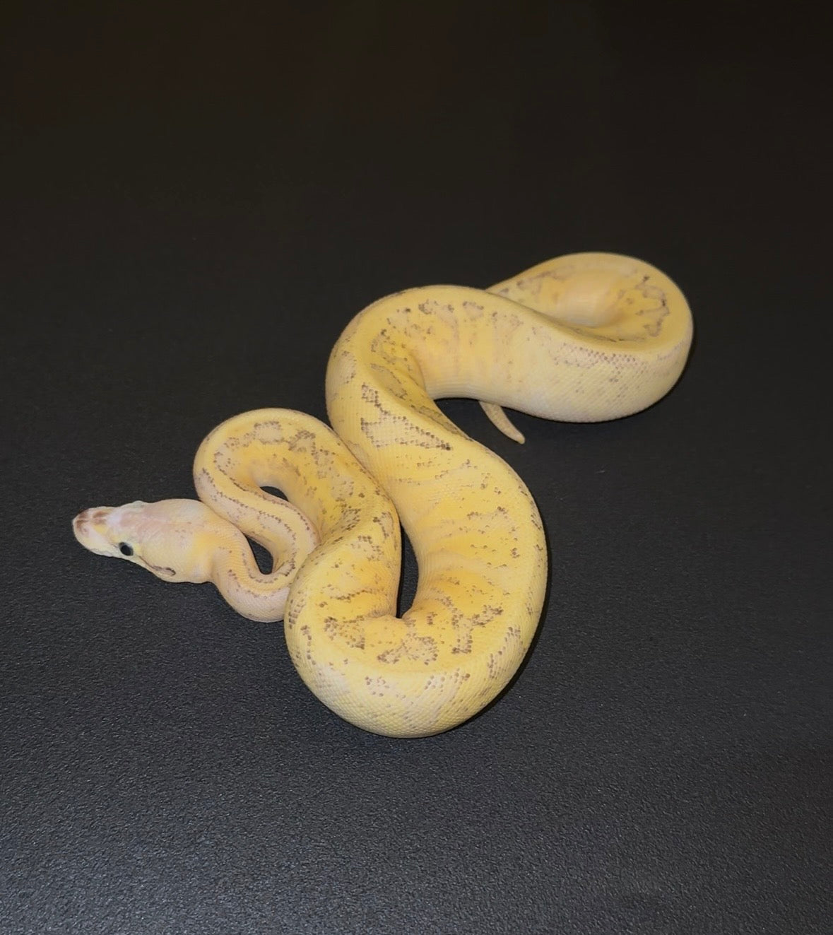 Pastel Fire Pinstripe YB Hembra