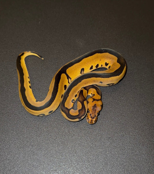 Leopard Clown + hembra