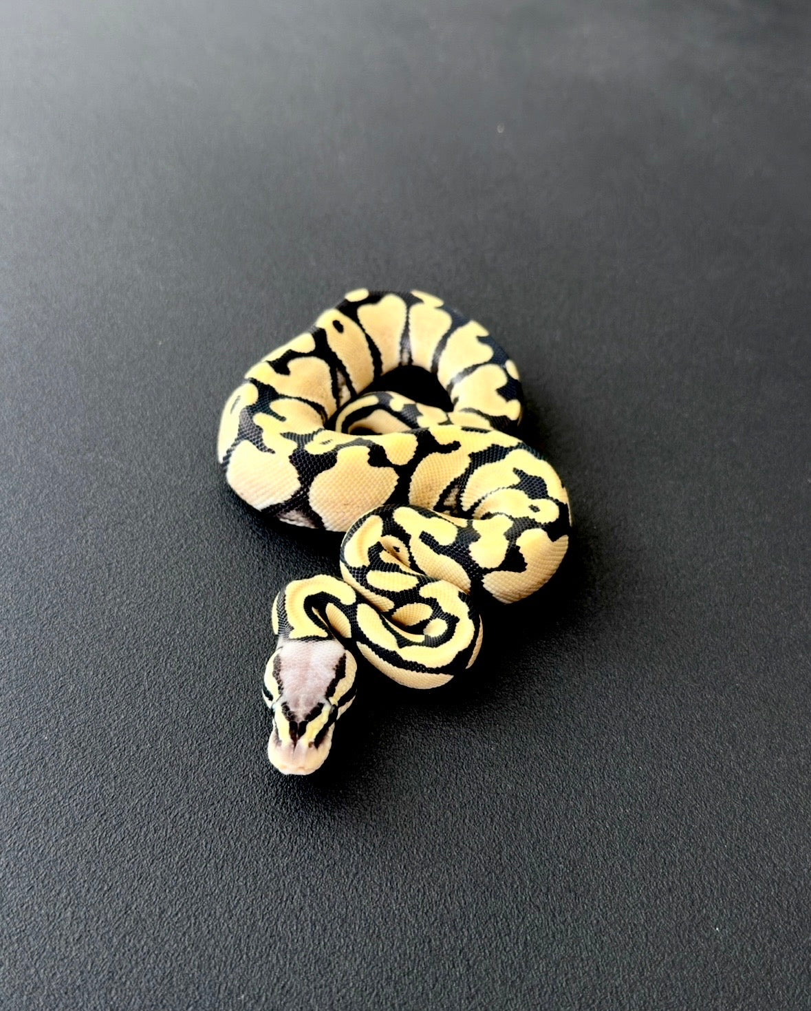 Orange Dream Pastel Desert Ghost het Axanthic VPI hembra