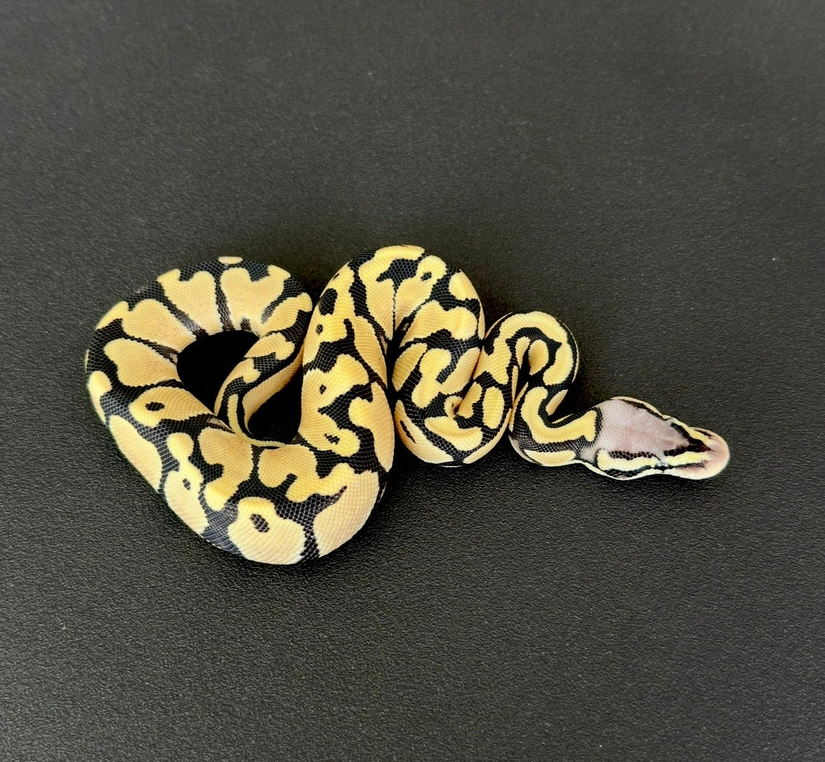 Orange Dream Pastel Desert Ghost het Axanthic VPI hembra