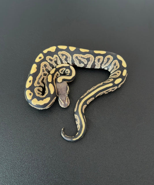 Black Pastel Desert Ghost het Axanthic VPI macho +