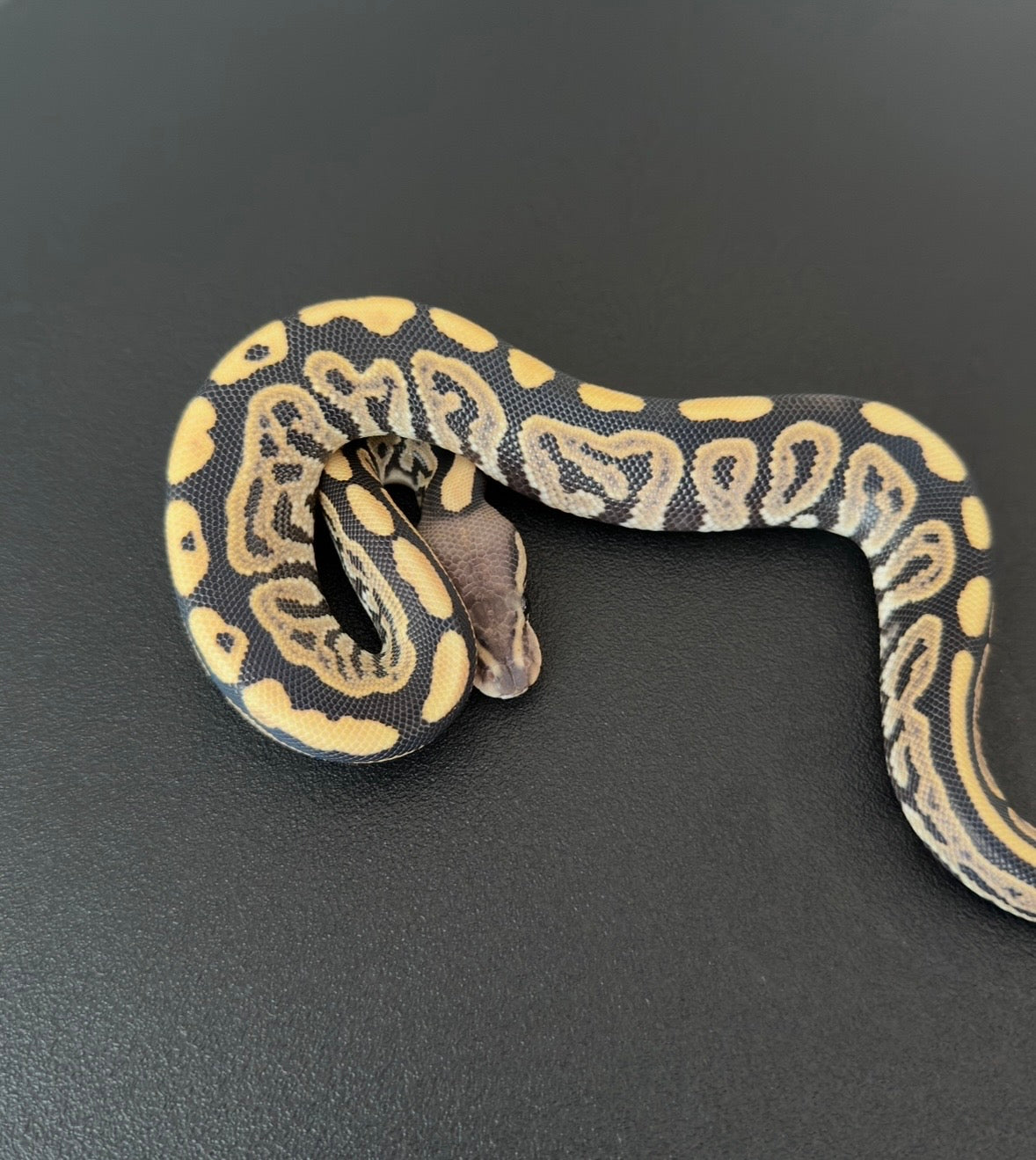 Black Pastel Desert Ghost het Axanthic VPI macho +