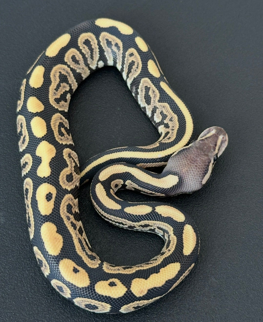 Black Pastel Desert Ghost het Axanthic VPI macho +