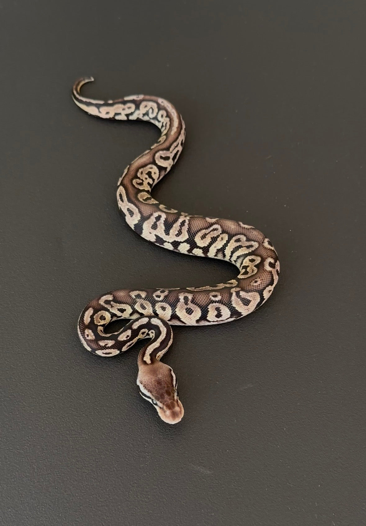Pewter (Black Pastel Pastel) 100% DH Axanthic VPI DG macho