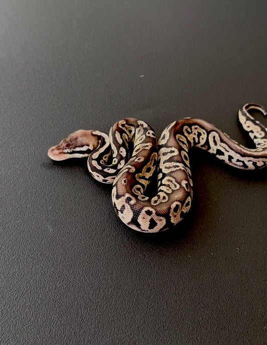 Pewter (Black Pastel Pastel) 100% DH Axanthic VPI DG macho