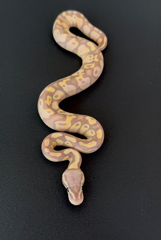 Banana Pastel poss doble het Sunset Clown hembra 3