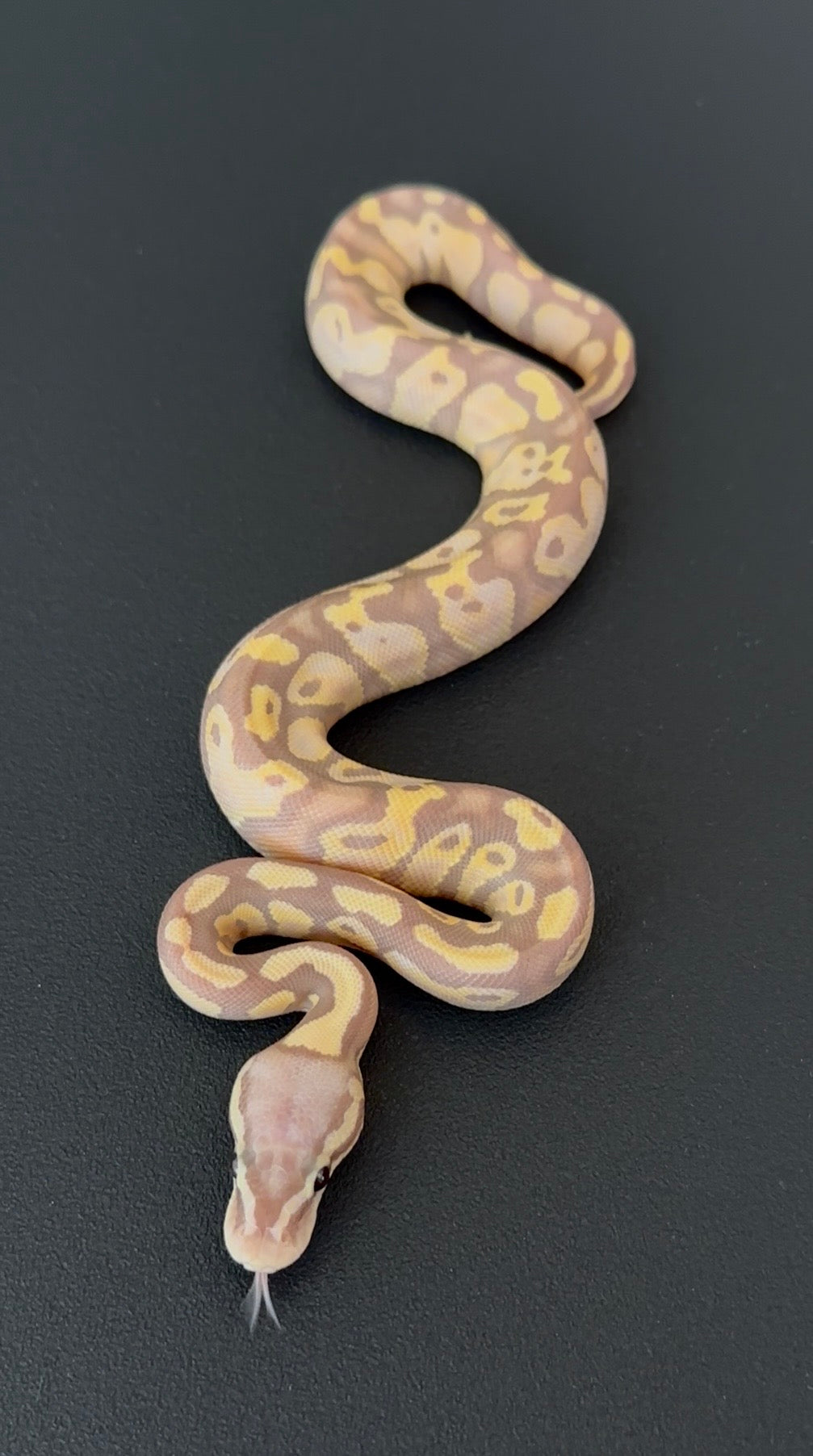 Banana Pastel poss doble het Sunset Clown hembra 3
