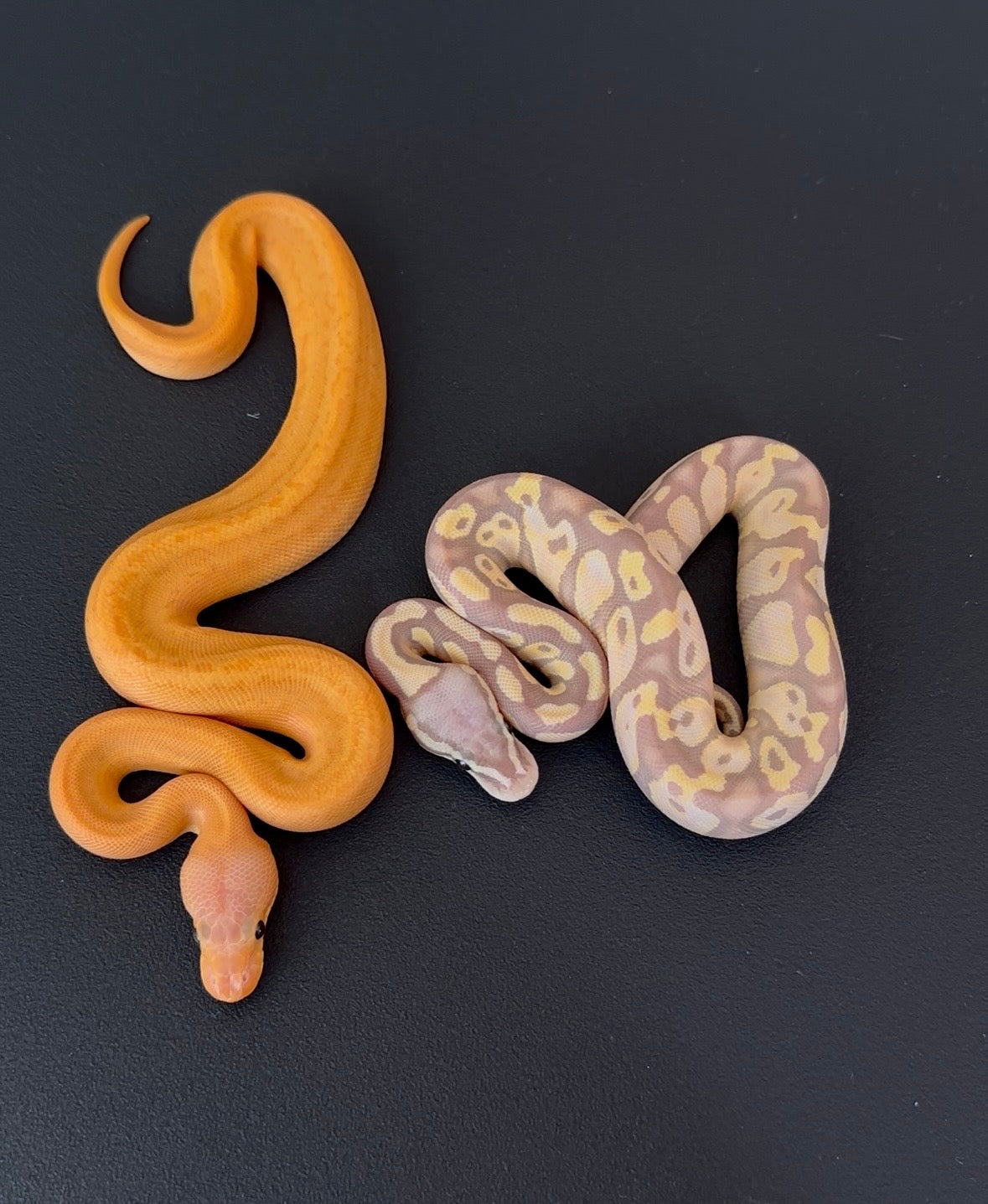 Banana Pastel poss doble het Sunset Clown hembra 3