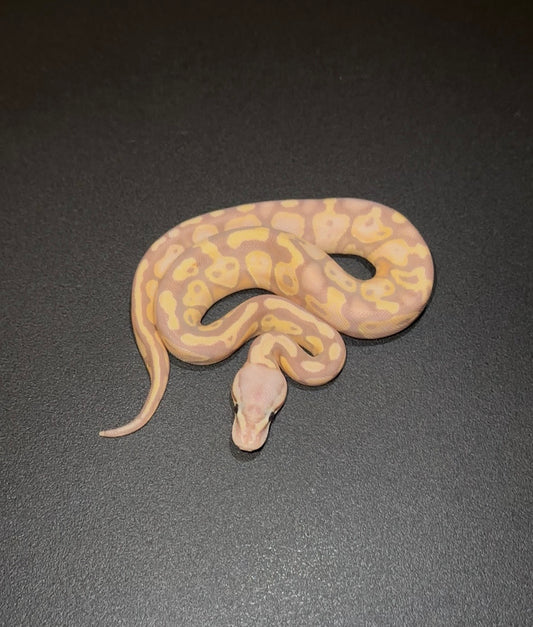 Banana Pastel poss DH Sunset Clown hembra 1
