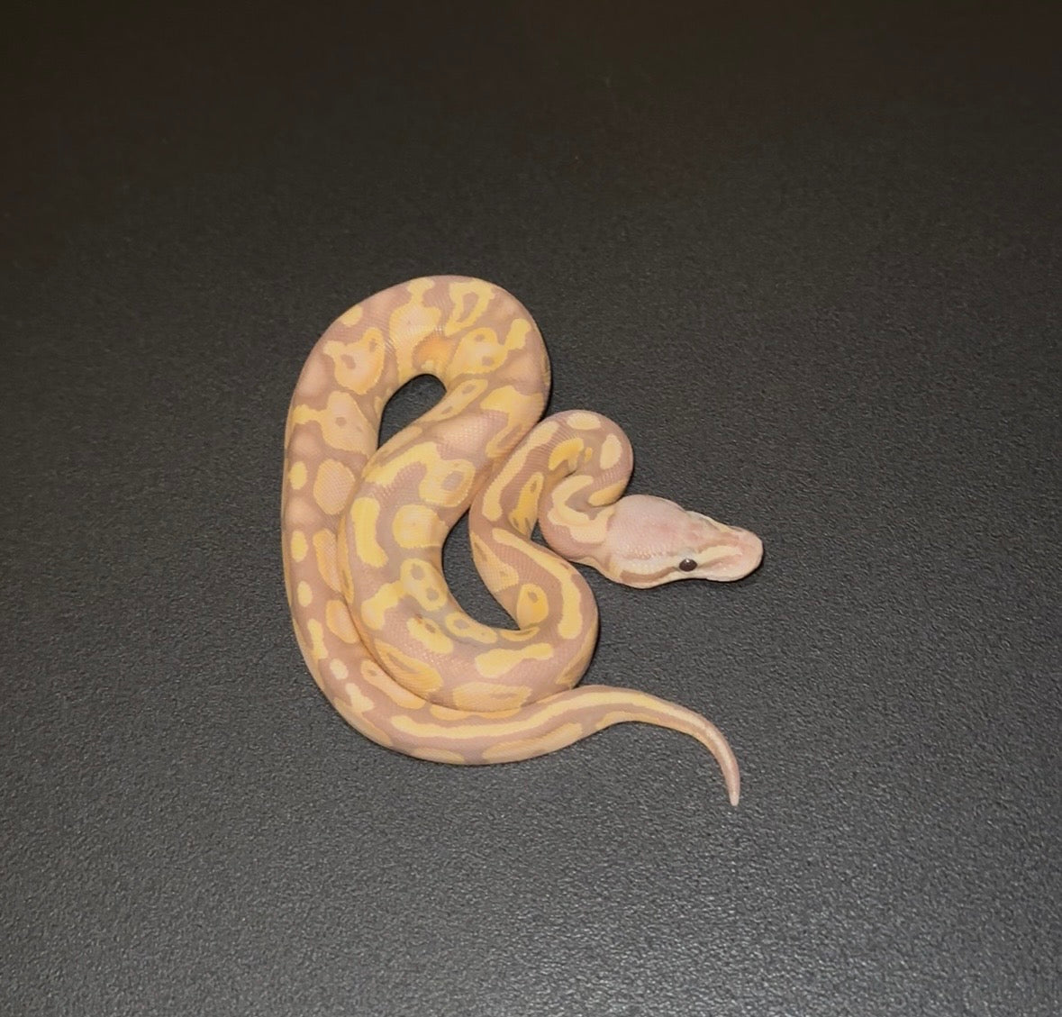 Banana Pastel poss DH Sunset Clown hembra 1