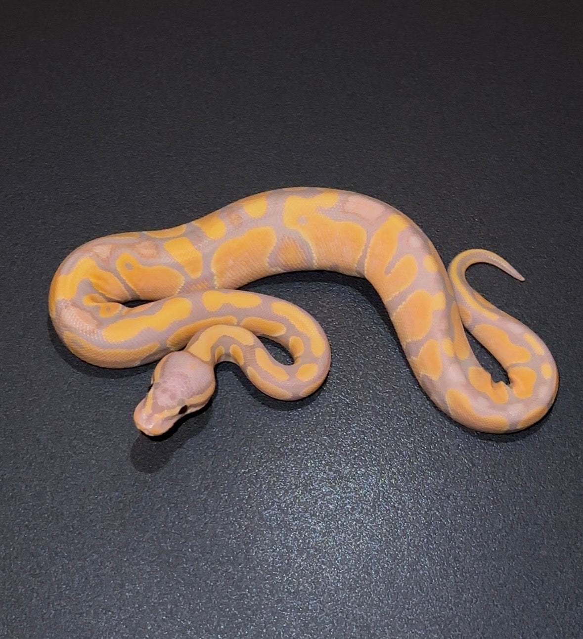 Banana Orange Dream Yellow Belly 100% het Clown hembra 1