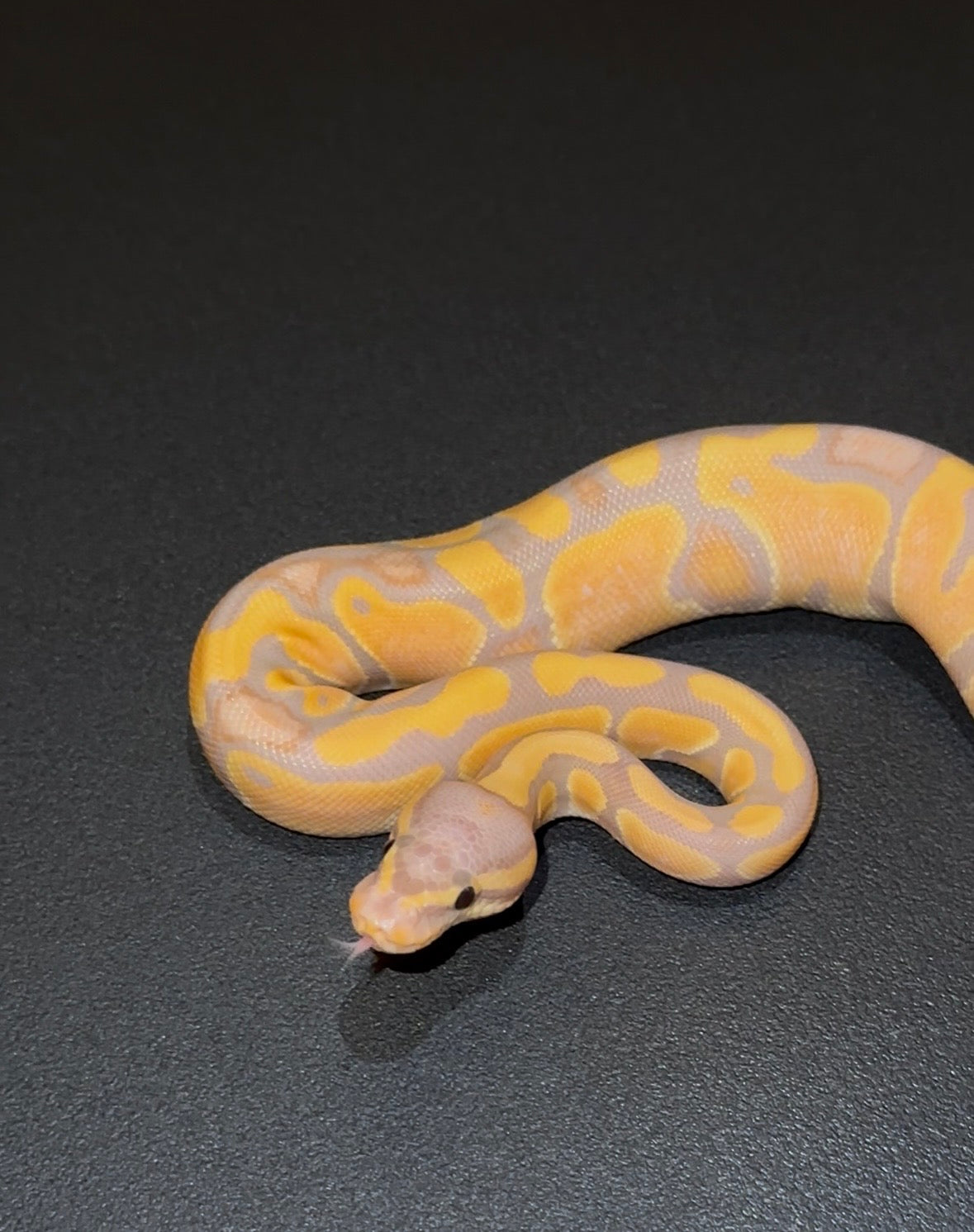 Banana Orange Dream Yellow Belly 100% het Clown hembra 1