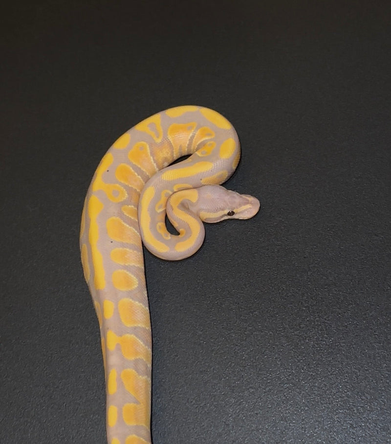 Banana Orange Dream Yellow Belly 100% het Clown hembra 2