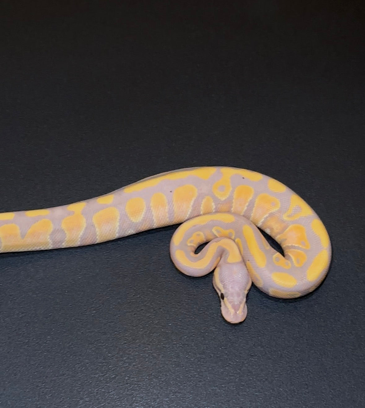 Banana Orange Dream Yellow Belly 100% het Clown hembra 2