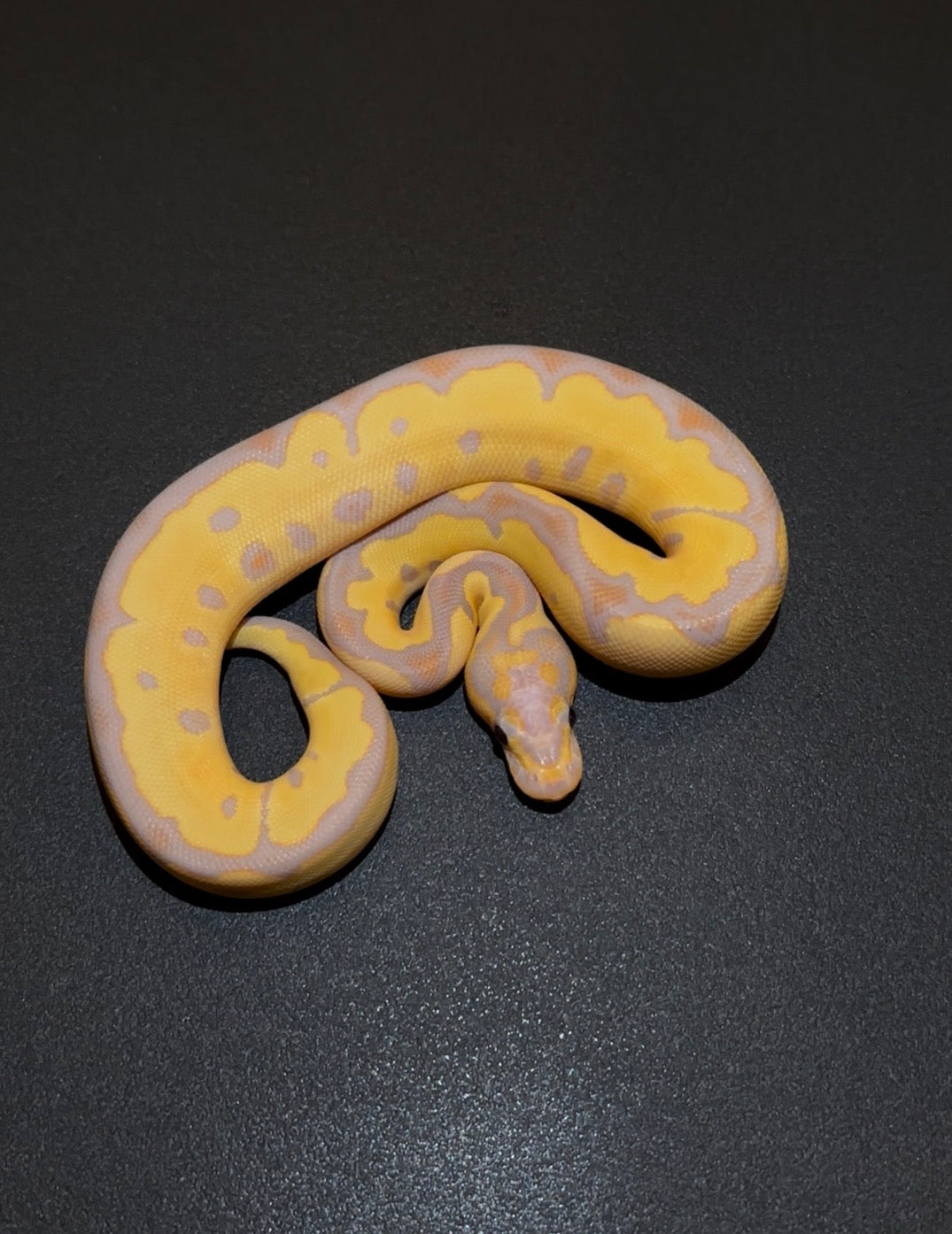 Banana Orange Dream Yellow Belly? Clown hembra